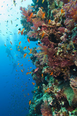 Stunning coral reef wall with divers