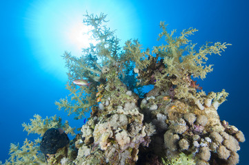 Tropical coral reef in the sun