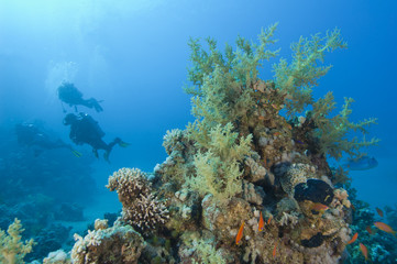 Scuba diver exploring a tropical coral reef