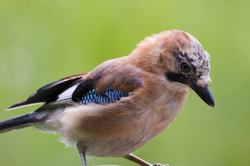 Jay ( Garrulus glandarius )
