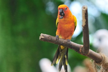 Feeding Sun Conure