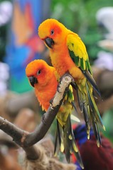 Sun Conures