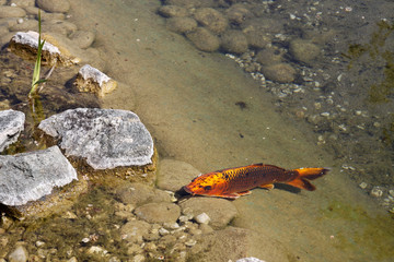 Koi