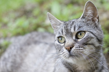 Cute cat
