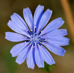 fiordaliso