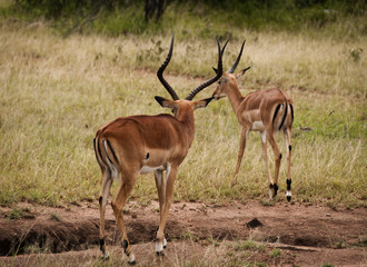 Naklejka na ściany i meble Two Young Impala in the Serengeti