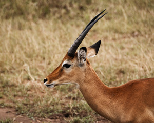 Young Impala in the Serengeti