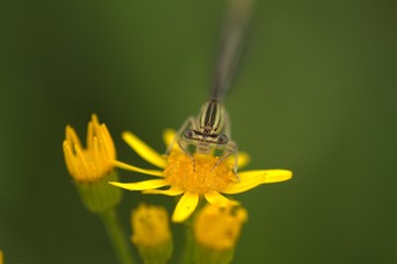 Blaue Federlibelle Portrait