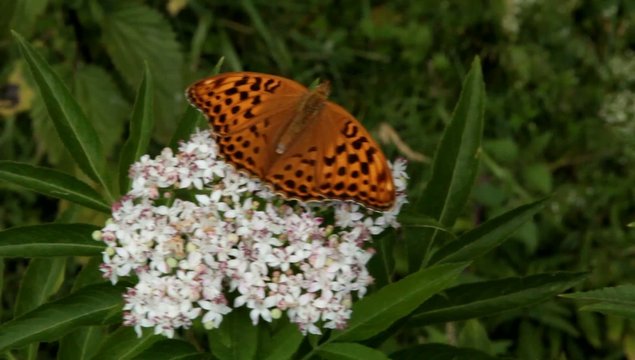 farfalla su fiore