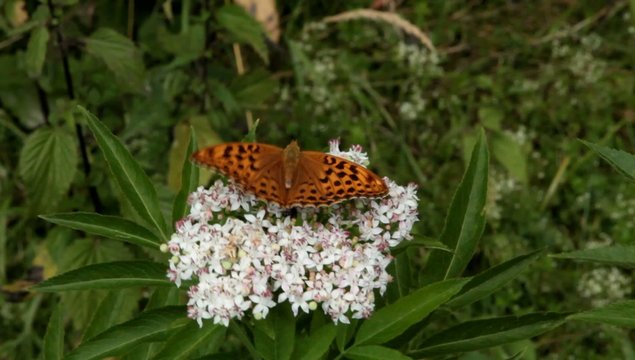 farfalla su fiore