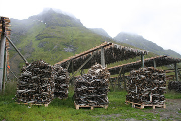 Stockfisch auf den Lofoten