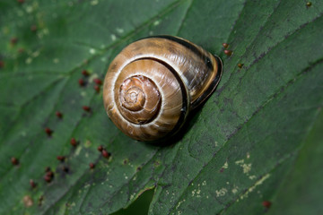 Schnecke auf Blatt