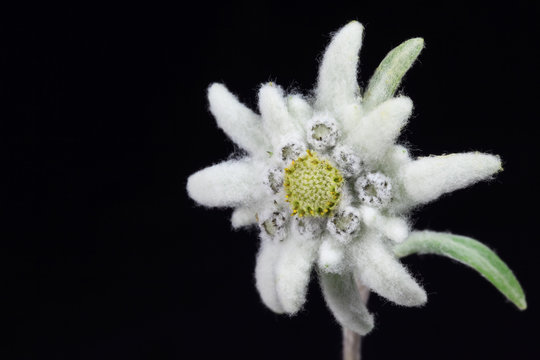 Edelweiss