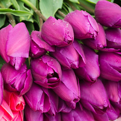 fresh purple tulips