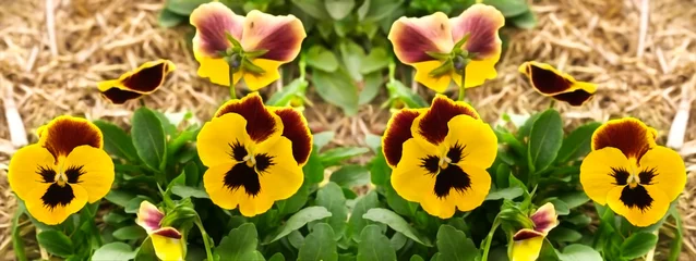 Photo sur Plexiglas Pansies bordure de jardin de fleurs de pensée jaune
