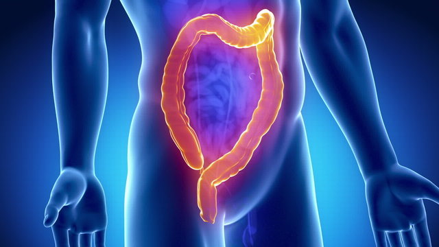 Male colon anatomy - digestive system in blue orange x-ray view