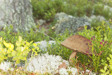 Mushroom growing in pine forest
