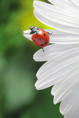 ladybird on camomile flower © Chepko Danil