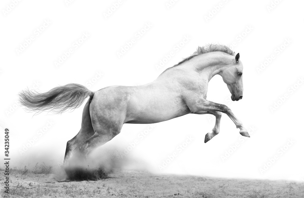 Wall mural silver-white stallion on black