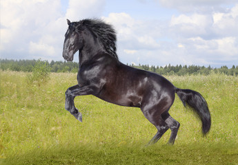 Obraz na płótnie Canvas black horse