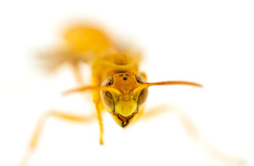 guêpe, faune Réunion