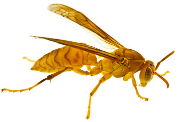 guêpe Poliste, faune Réunion