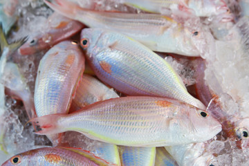 fresh fish on ice in Thailand market