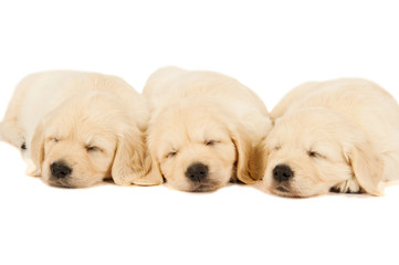 three sleeping puppies