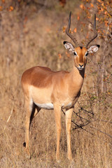 Naklejka na ściany i meble Impala antelope