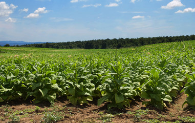 Fototapeta na wymiar plantacji tytoniu (plantacji tytoniu)