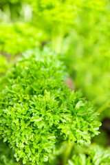 fresh green parsley leaves