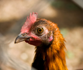 Hen macro