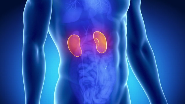 Male kidney anatomy in blue orange x-ray view