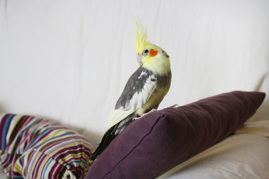 Calopsitte