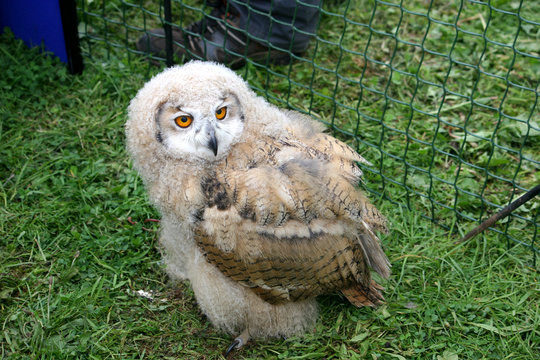 juvenile eagle owl