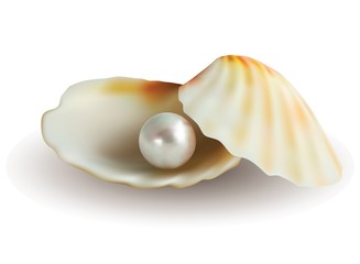 pearl in shell