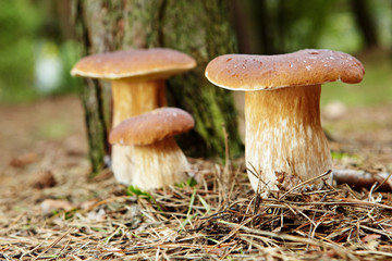 Boletus mushroom in the forest with sun light