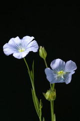 Lein; Linum perenne