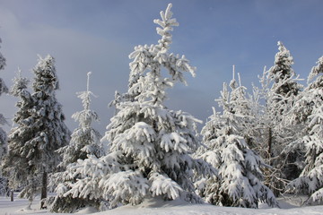verschneiter Winterwald