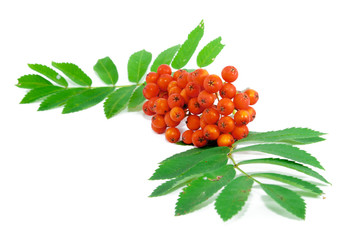 rowan