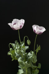 Schlafmohn; Papaver somniferum