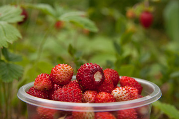 Wild strawberry gathering in wood
