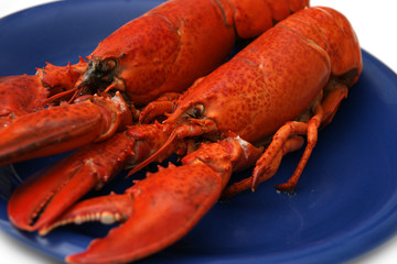Red lobster