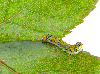 Larva