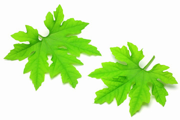 leaf of the bitter gourd