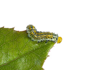 Butterfly larva