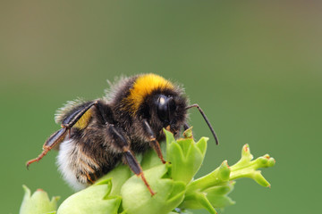 Bumble-bee sitting on green leaf