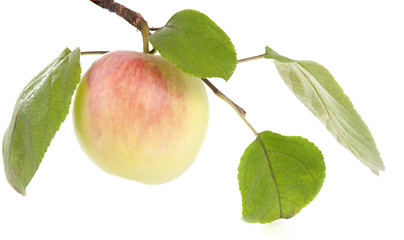 apple with leaves