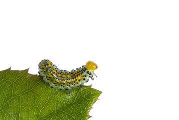 Butterfly larva