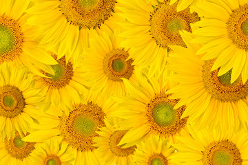 Obraz premium background made of beautiful sunflowers